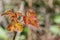 Shiny Pacific Poison oak Toxicodendron diversilobum leaves, California