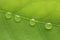 Shiny rain drops or transparent water droplet on green leaf macro background