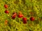 Shiny red berries on an asparagus plant