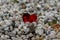 A shiny red heart lost on a path of white pebbles