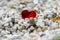 A shiny red heart lost on a path of white pebbles