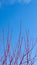 Shiny red maple tree twigs against blue sky with little fluffy cloud on top