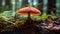 the shiny, reddish-brown cap of the Reishi mushroom