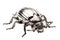 Shiny Silver Beetle Isolated on transparent background, Generative Ai