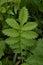 The shiny silver leaves of Silverweed Potentilla anserina, a type of cinquefoil