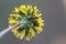 Shiny small bug. Tiny, but extremely bright - Dead Nettle beetle chrysolina fastuosa on dandelion flower