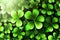 shiny small green clover leaves on light background