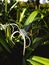 Shiny spider Lily garden plant
