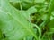 Shiny Spider on Spinach Plant