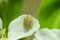 Shiny spotted bug on a white petal in spring, beauty of nature