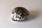 Shiny Spotted Cowry Shell on a Table