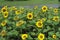 Shiny sunflower in Chatuchak Park