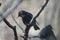 Shiny, Sunlit, Common Starling Perched on Thin Branch - Sturnus vulgaris