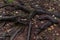 Shiny twisty brown tangled roots of tree in forest in damp ground with yellow dry autumn leaves and grass