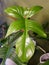 A shiny and unique green leaf of Philodendron Florida Beauty, a popular houseplant