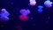Shiny vibrant fluorescent jellyfish glow underwater, dark neon dynamic pulsating ultraviolet blurred seamless looped