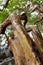 Shiny wet, twisted trunk of arbutus tree hangs out over the water at Witty`s Lagoon