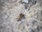 Shioya-abu robber fly on a rock 1