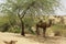 `Ship of the desert`: a camel under a thorny tree