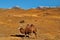 Ship of the desert in the steppes of Altai