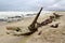 Ship Wreck in Skeleton Coast