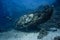 The ship wreck of a yacht on a coral reef  overgrown with corals, visited by divers