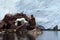 Shipwreck in Antarctica