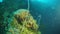 Shipwreck diving underwater in Truk Lagoon on Chuuk Islands.