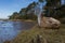 Shipwreck of perished grounded vessel at sea estuary