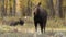 Shiras Bull and Cow Moose During Fall rut