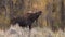 Shiras Bull Moose Rutting