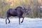 Shiras Moose of The Colorado Rocky Mountains