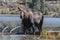 Shiras Moose of The Colorado Rocky Mountains