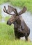 Shiras Moose of The Colorado Rocky Mountains. Bull Moose in the