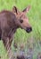 Shiras Moose of The Colorado Rocky Mountains. Thirsty Moose Calf