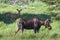 Shiras Moose of The Colorado Rocky Mountains. Young Bull grazing