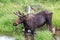 Shiras Moose of The Colorado Rocky Mountains - Young Bull Wading