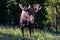 Shiras Moose in the Rocky Mountains of Colorado