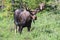 Shiras Moose in the Rocky Mountains of Colorado. Bull Moose in a Forest