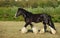 Shire Draft Horse stallion runs on the summer meadow