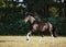Shire Horse Bay stallion walking pasture