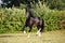 Shire Horse on evening meadow