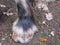 Shire horse fetlock detail