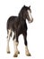 Shire horse foal