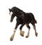 Shire horse foal galloping