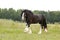 Shire Horse Grazing on a Meadow