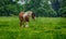 Shire horse grazing on Minchinhampton Common in the Cotswolds; Gloucestershire