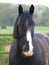 Shire Horse Head Shot