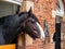 Shire Horse Mare, Sledmere House, East Yorkshire, England.