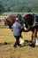 Shire Horse Ploughing competition